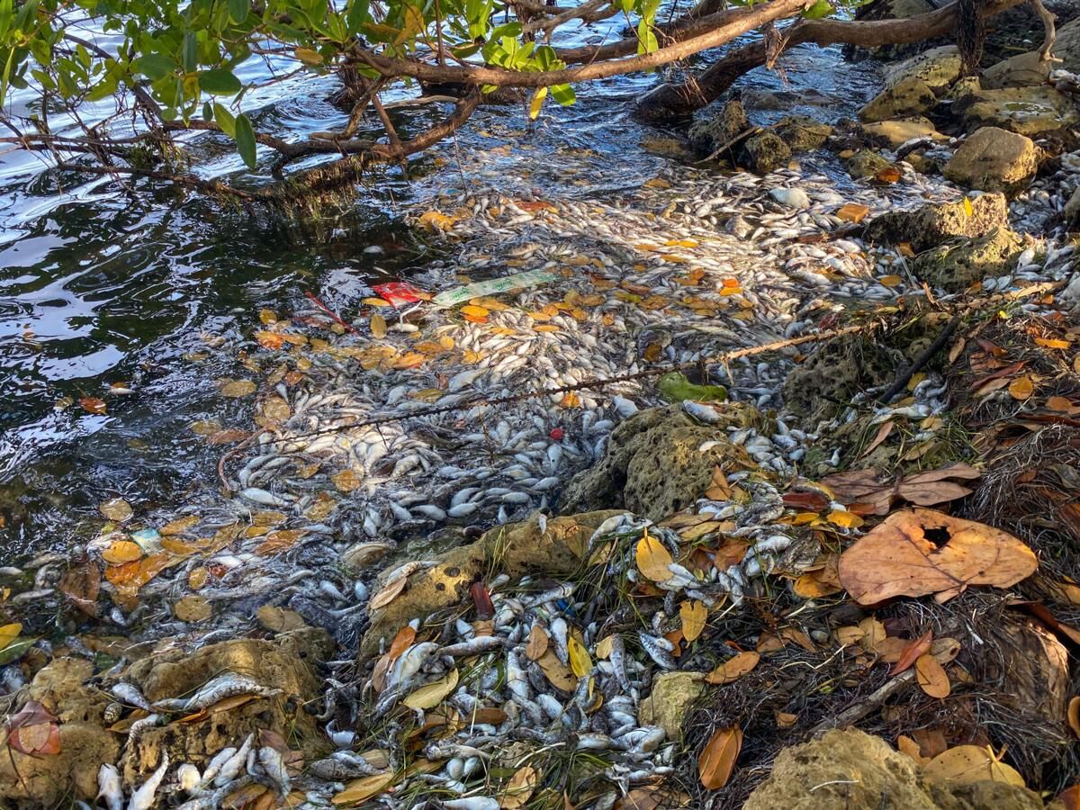 Biscayne Bay’s natural flow likely to worsen without corrective measures
